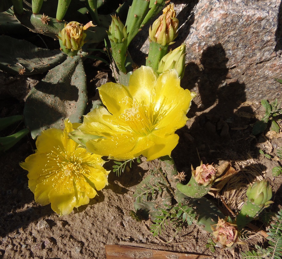 Image of Opuntia humifusa specimen.