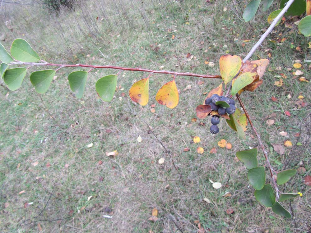 Image of Cotoneaster melanocarpus specimen.