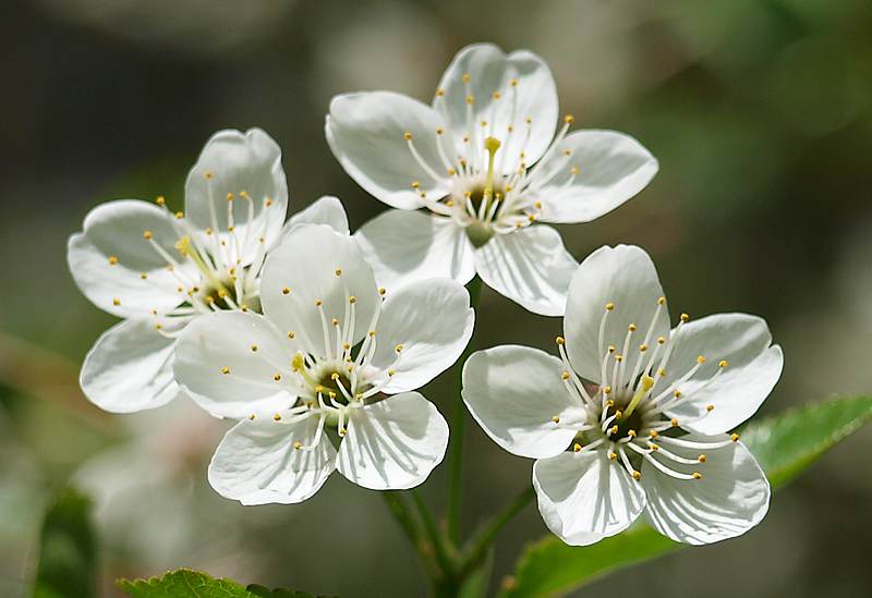 Изображение особи Cerasus vulgaris.