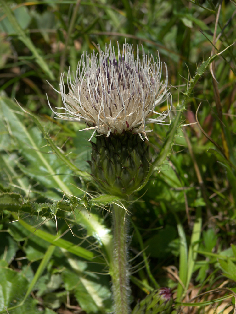 Image of Cirsium rhizocephalum specimen.