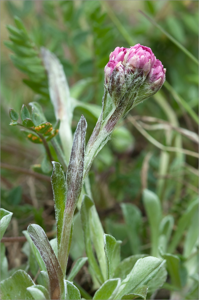 Image of Antennaria dioica specimen.