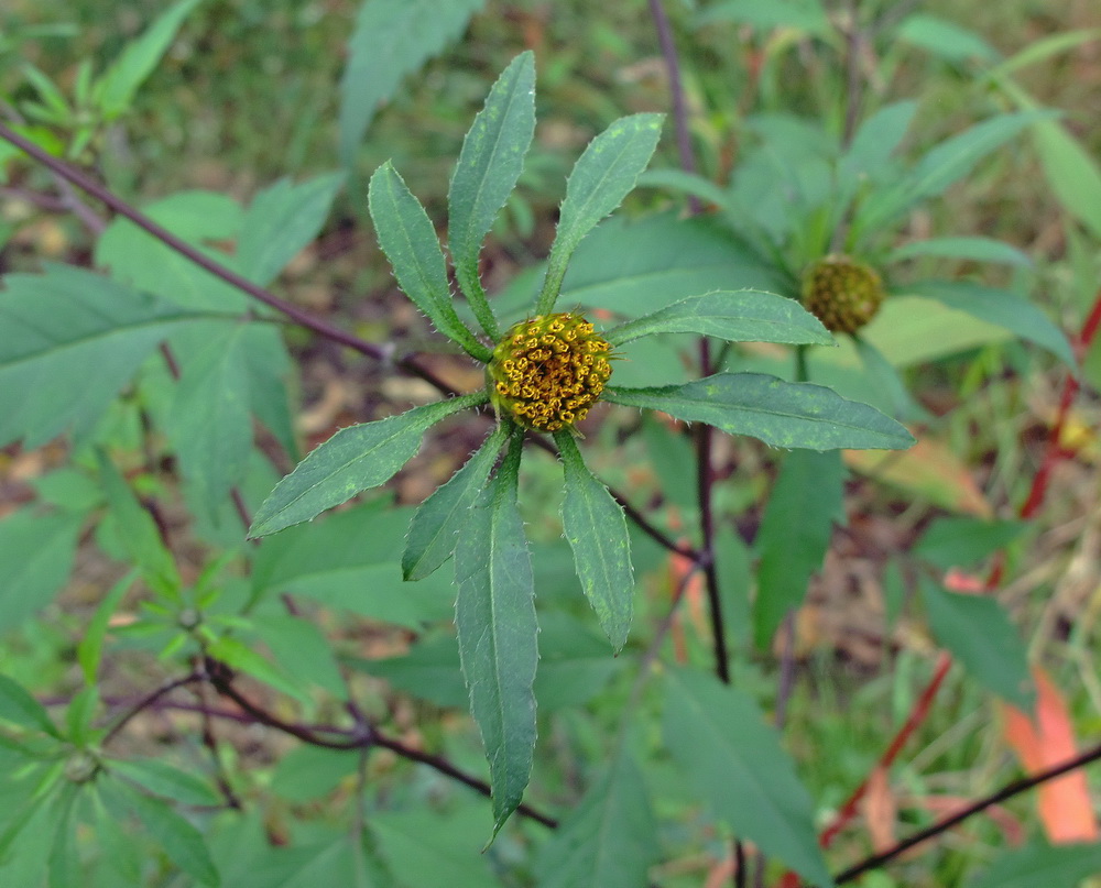 Image of Bidens frondosa specimen.