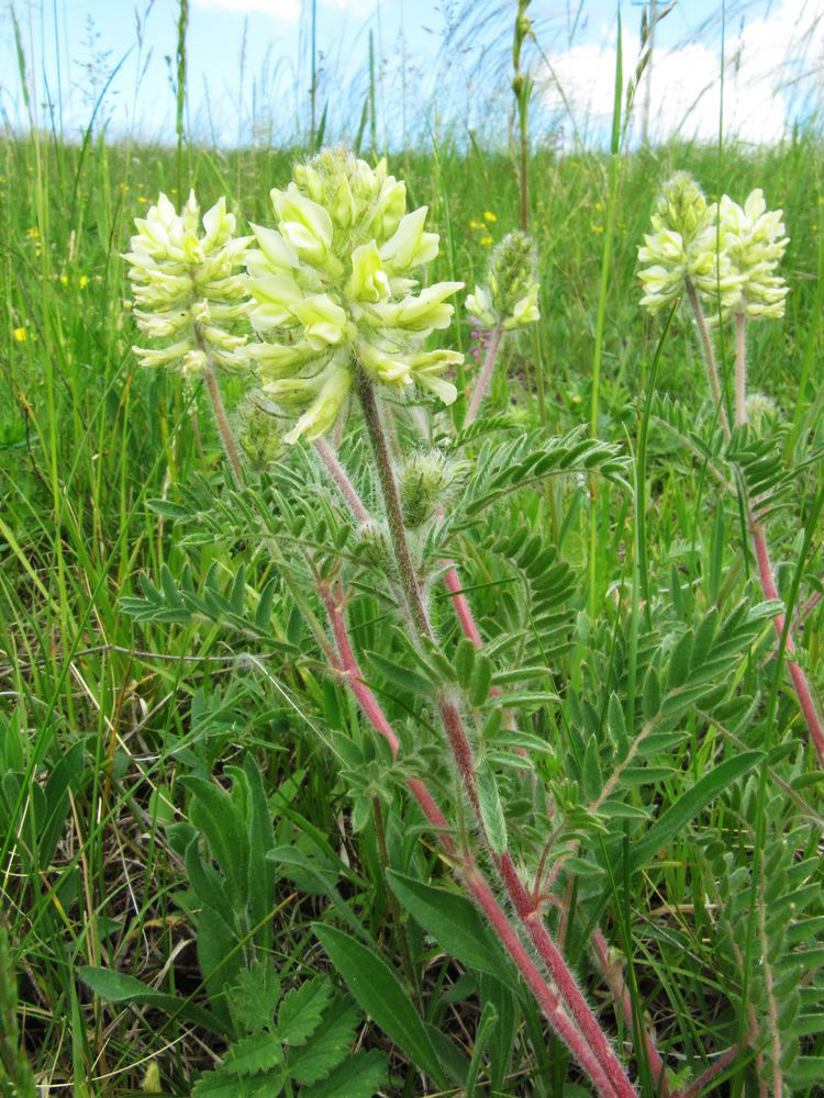 Изображение особи Oxytropis pilosa.