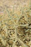 Cylindropuntia ramosissima. Ветвь. США, Калифорния, Joshua Tree National Park. 19.02.2014.
