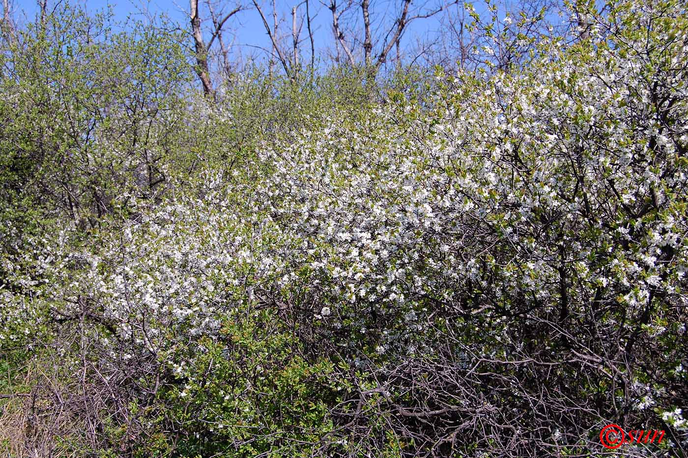 Image of Prunus stepposa specimen.