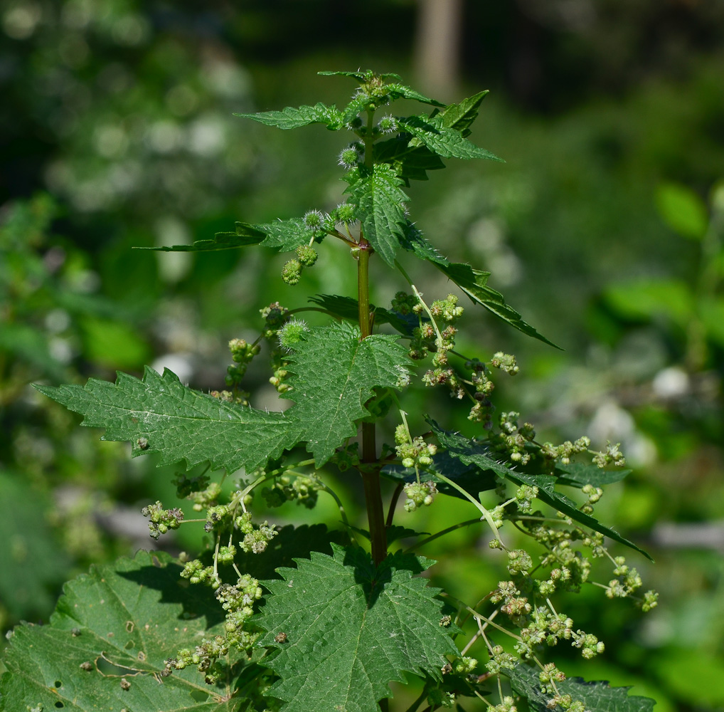 Image of Urtica pilulifera specimen.