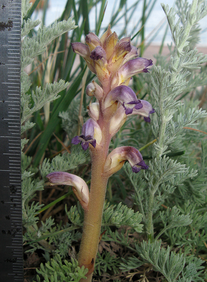 Image of Orobanche cumana specimen.