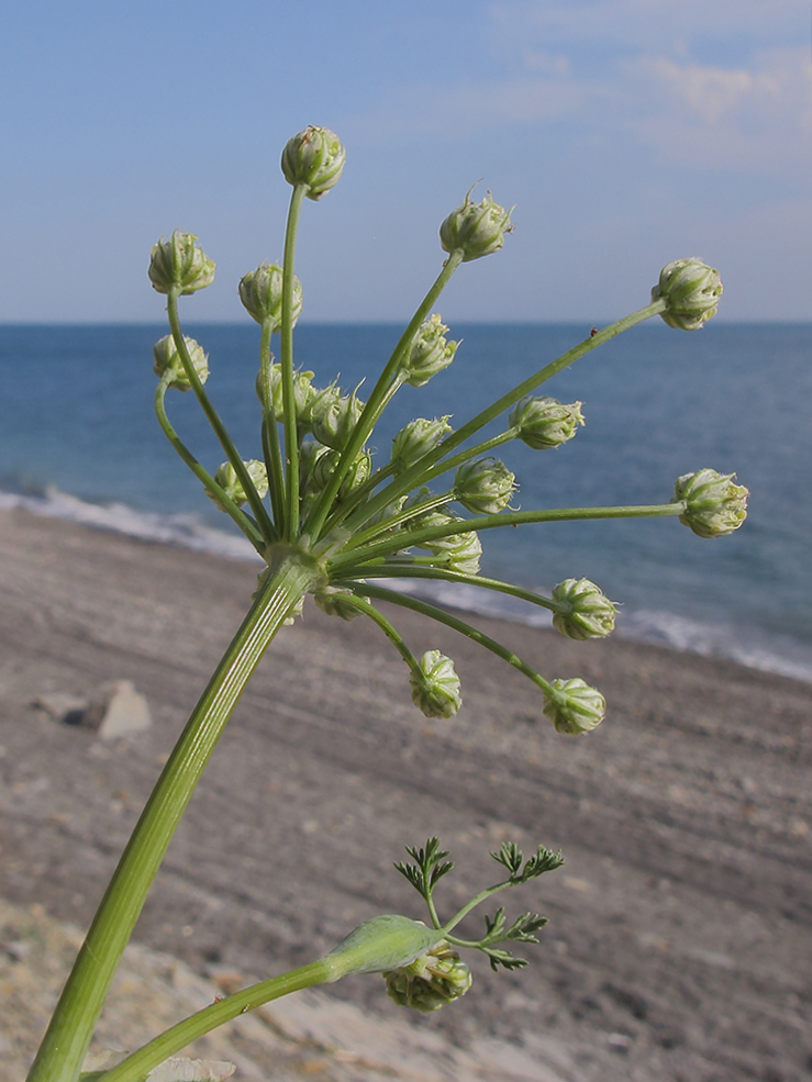 Изображение особи Astrodaucus littoralis.