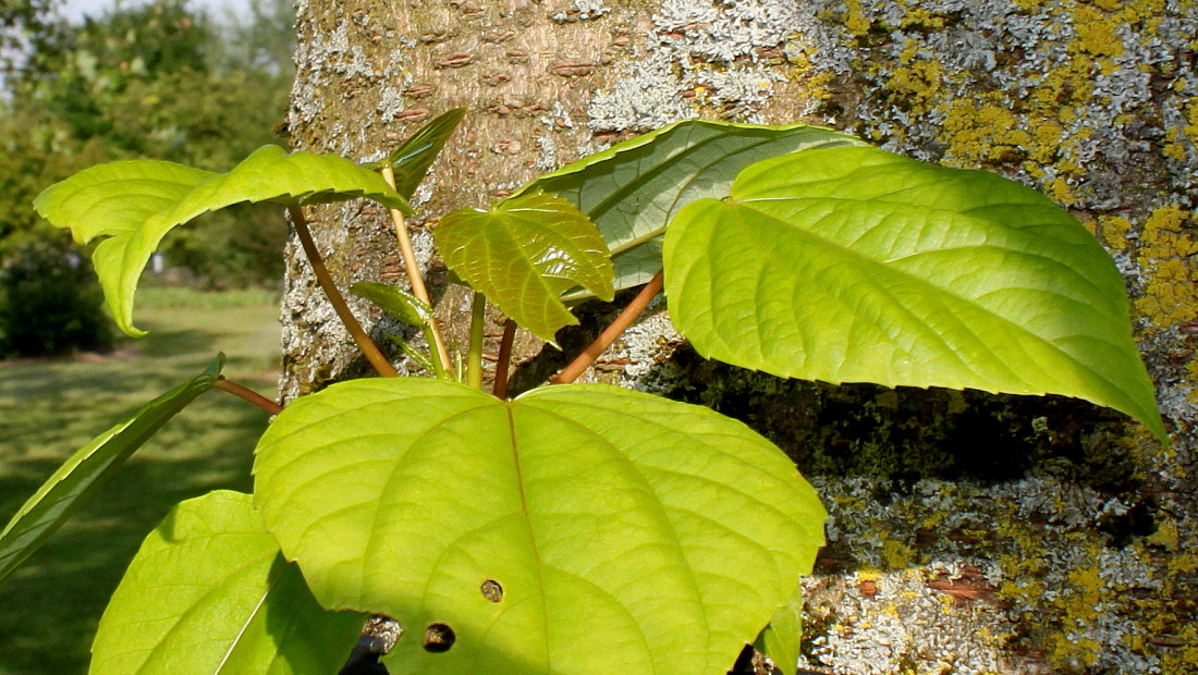 Изображение особи Idesia polycarpa.