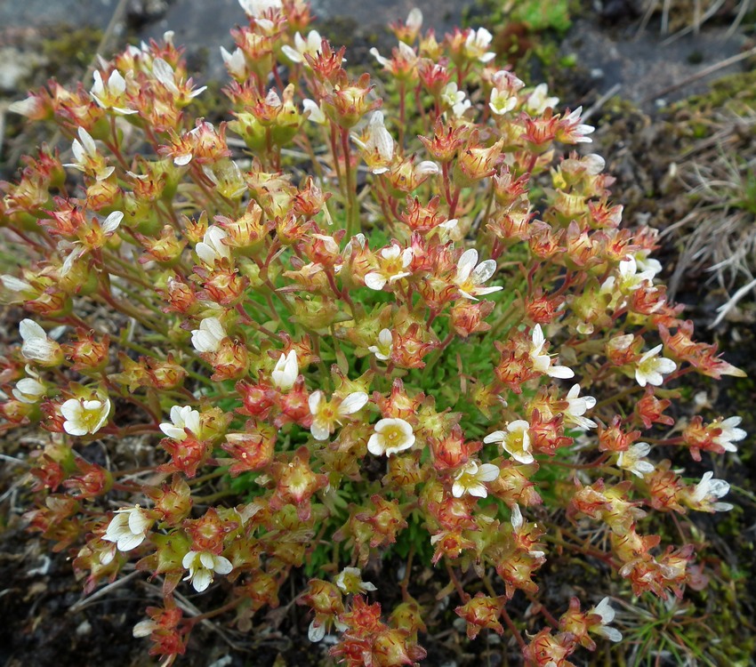 Image of Saxifraga cespitosa specimen.