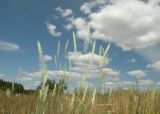 Agropyron dasyanthum. Верхушка цветущего растения. Украина, Днепропетровская обл., Петриковский р-н, окр. с. Шульговка, сосновые лесонасаждения на песчаных дюнах. 29.06.2014.