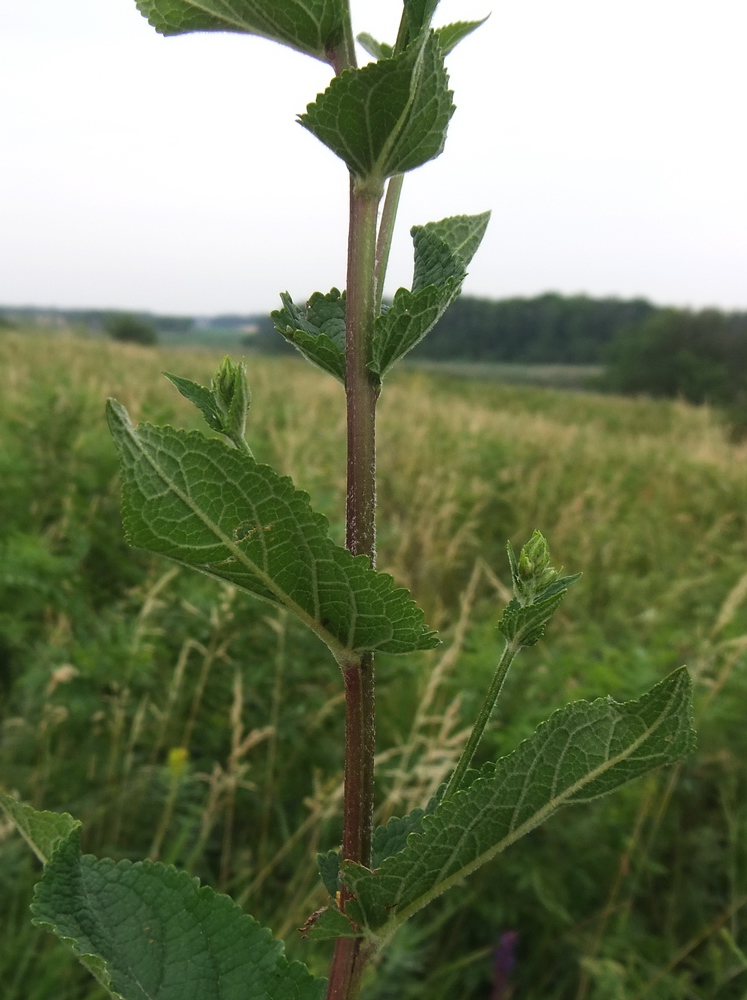 Image of Verbascum marschallianum specimen.