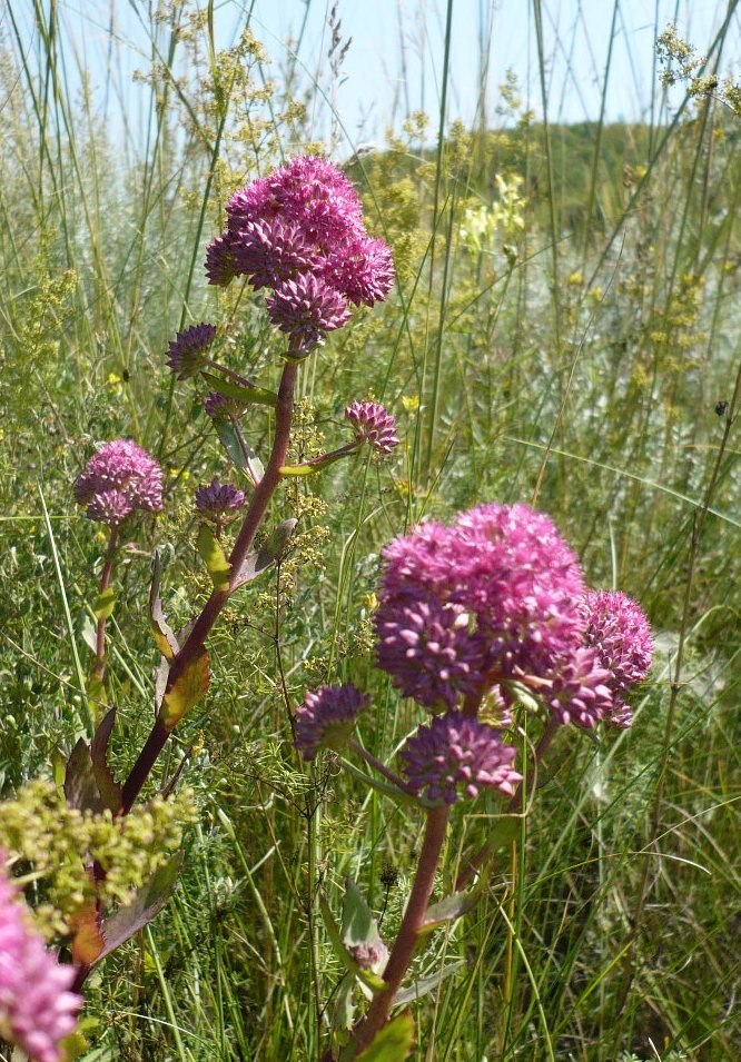 Изображение особи Hylotelephium triphyllum.