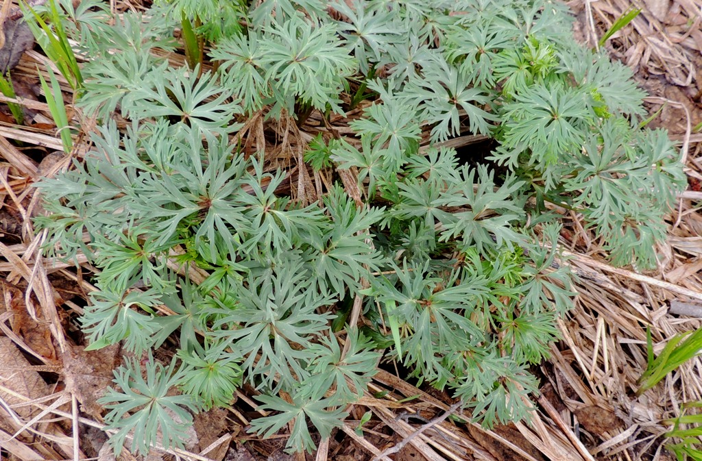 Image of genus Aconitum specimen.