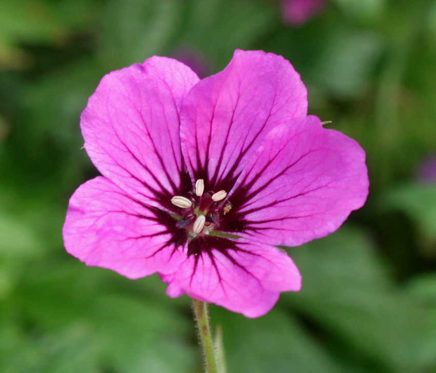 Image of Geranium psilostemon specimen.