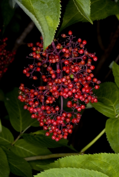 Image of Sambucus kamtschatica specimen.