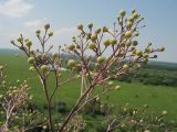 Crambe tataria