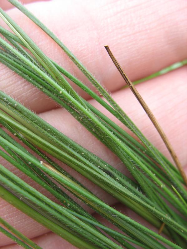 Image of Stipa pontica specimen.