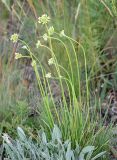 Allium flavescens