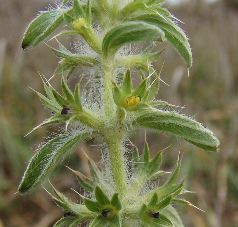 Image of Sideritis montana specimen.