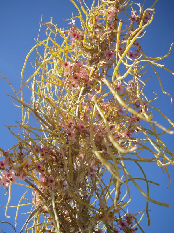 Image of Haloxylon aphyllum specimen.