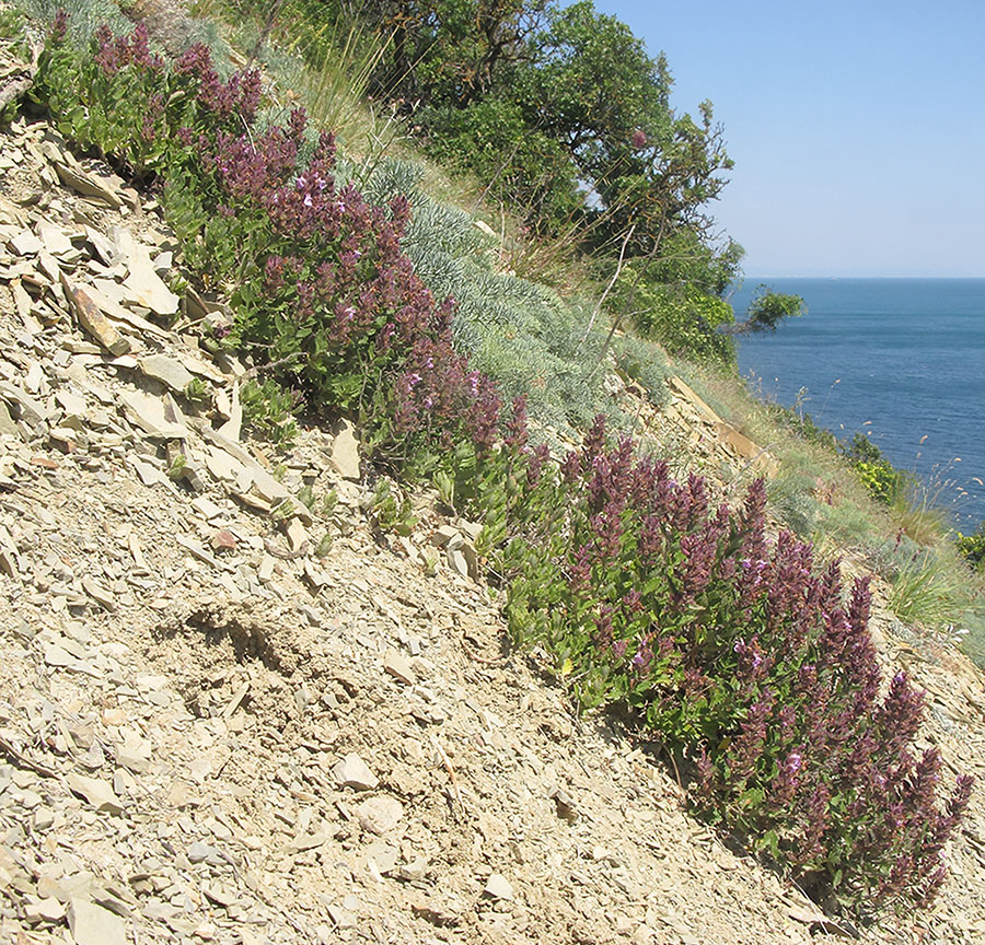 Image of Teucrium chamaedrys specimen.