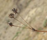 Allium moschatum