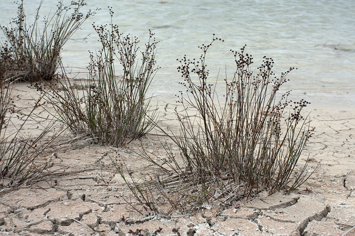 Image of Juncus articulatus specimen.