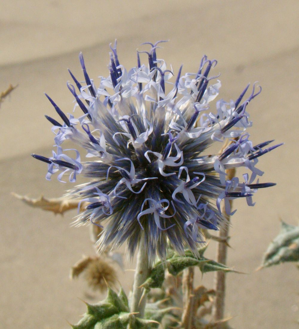 Изображение особи Echinops albicaulis.