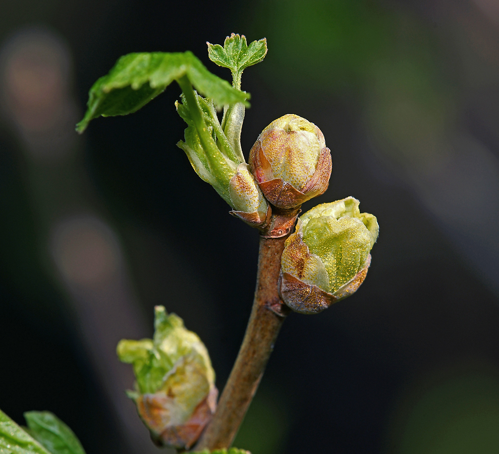 Image of Ribes nigrum specimen.