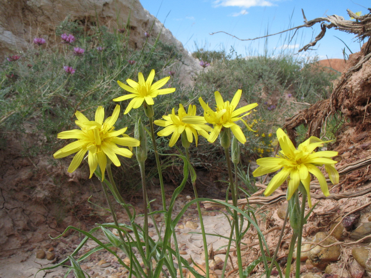 Image of Scorzonera pubescens specimen.