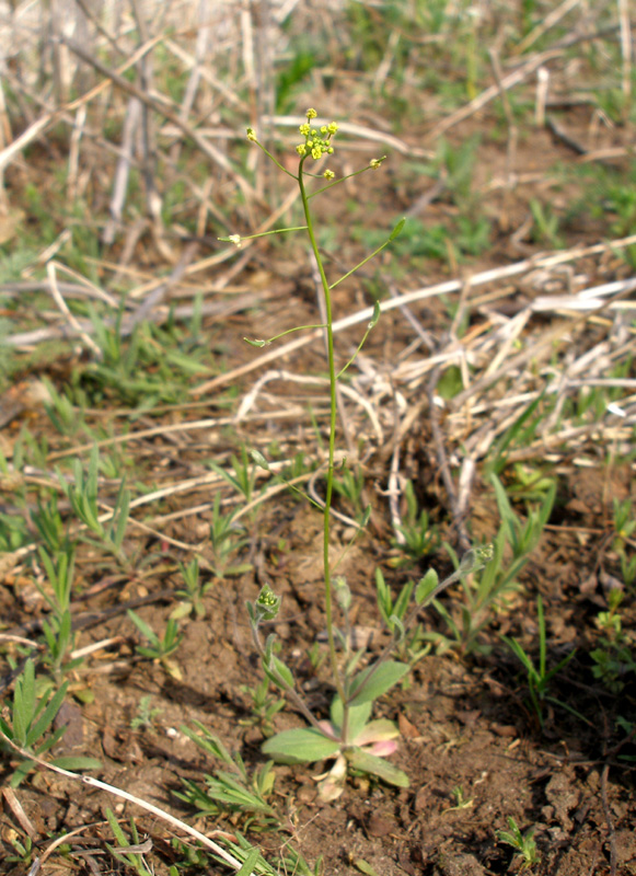 Изображение особи Draba nemorosa.