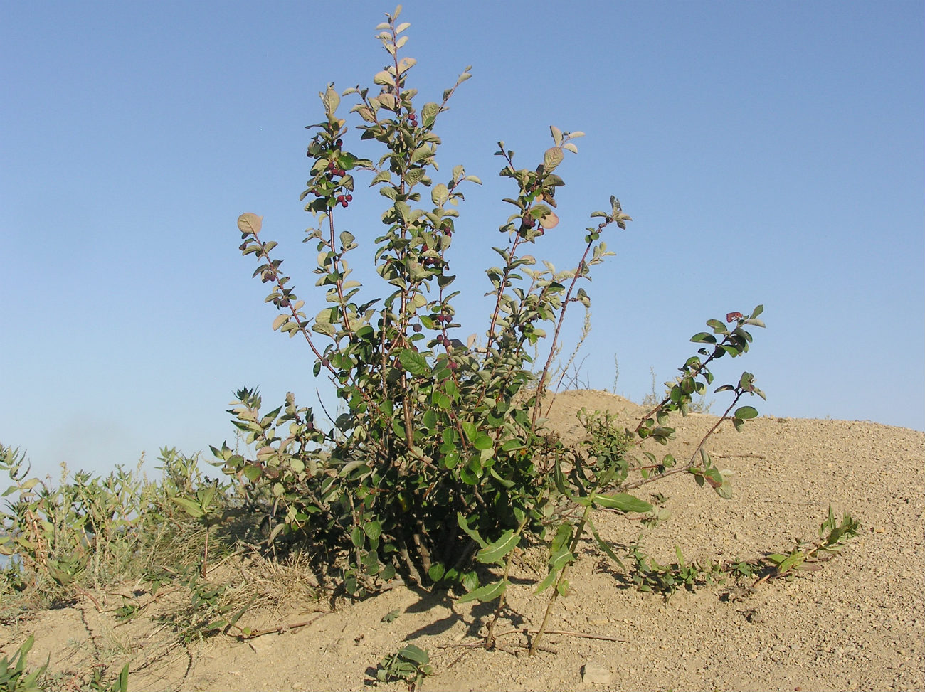 Изображение особи Cotoneaster melanocarpus.