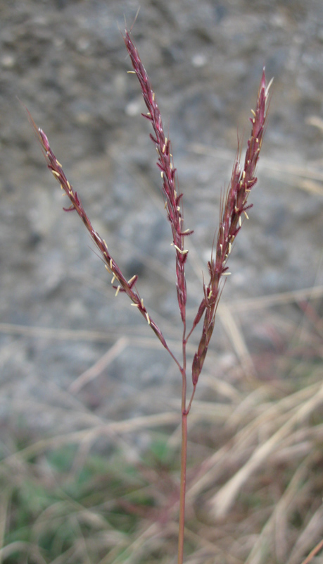 Изображение особи Bothriochloa ischaemum.