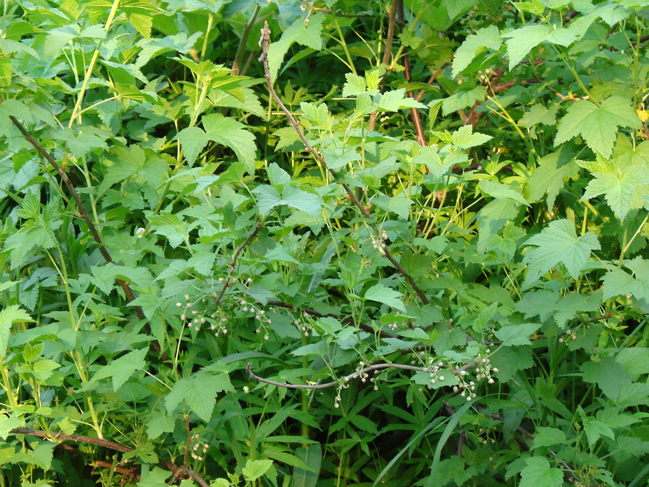 Image of Ribes nigrum specimen.