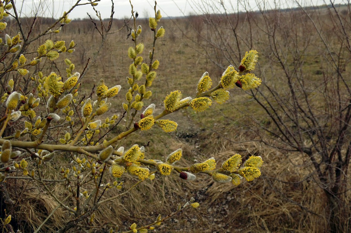 Image of Salix caprea specimen.