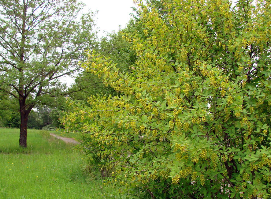 Image of Berberis vulgaris specimen.