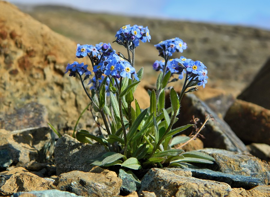 Изображение особи Myosotis asiatica.