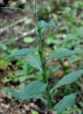 Saussurea parviflora. Средняя часть побега. Приморье, Сихотэ-Алинский заповедник, бухта Удобная, дубово-березовый лес. 26.08.2015.