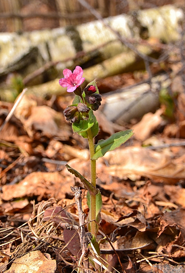 Изображение особи Pulmonaria obscura.