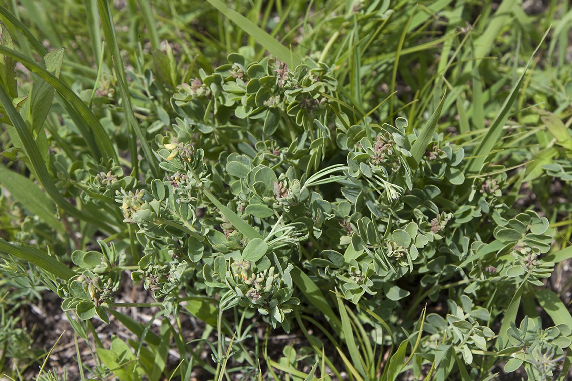 Изображение особи Coronilla coronata.