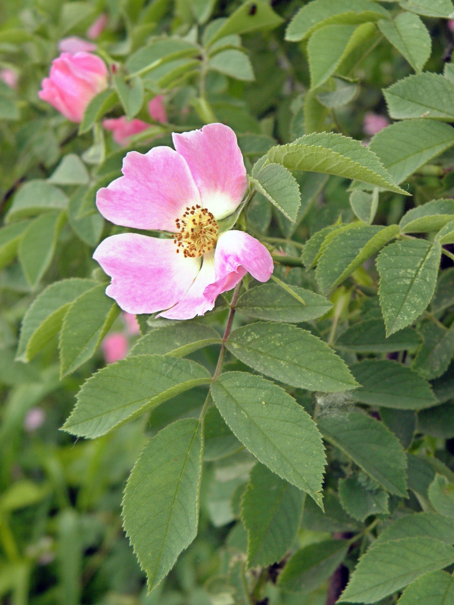 Image of Rosa tomentosa specimen.