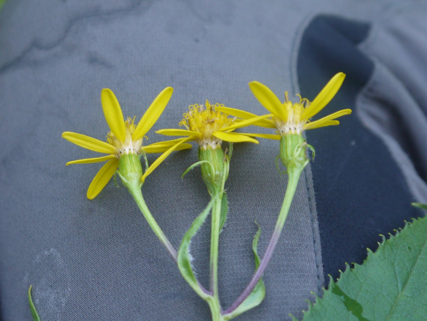 Image of Senecio nemorensis specimen.