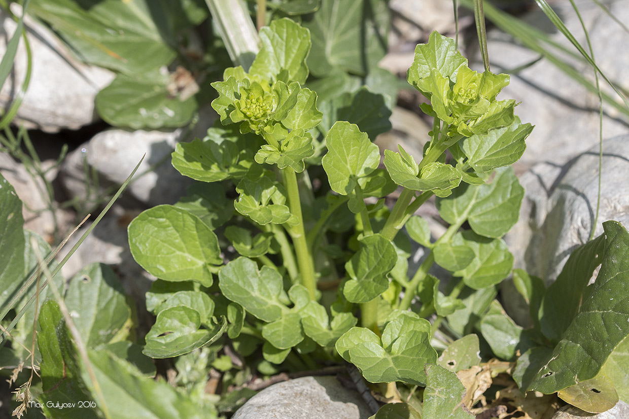 Image of Barbarea arcuata specimen.