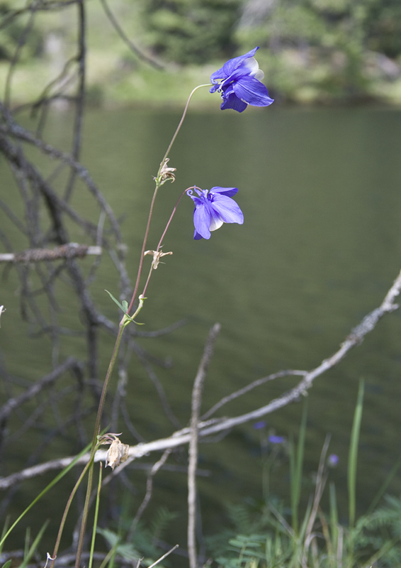 Изображение особи Aquilegia sibirica.