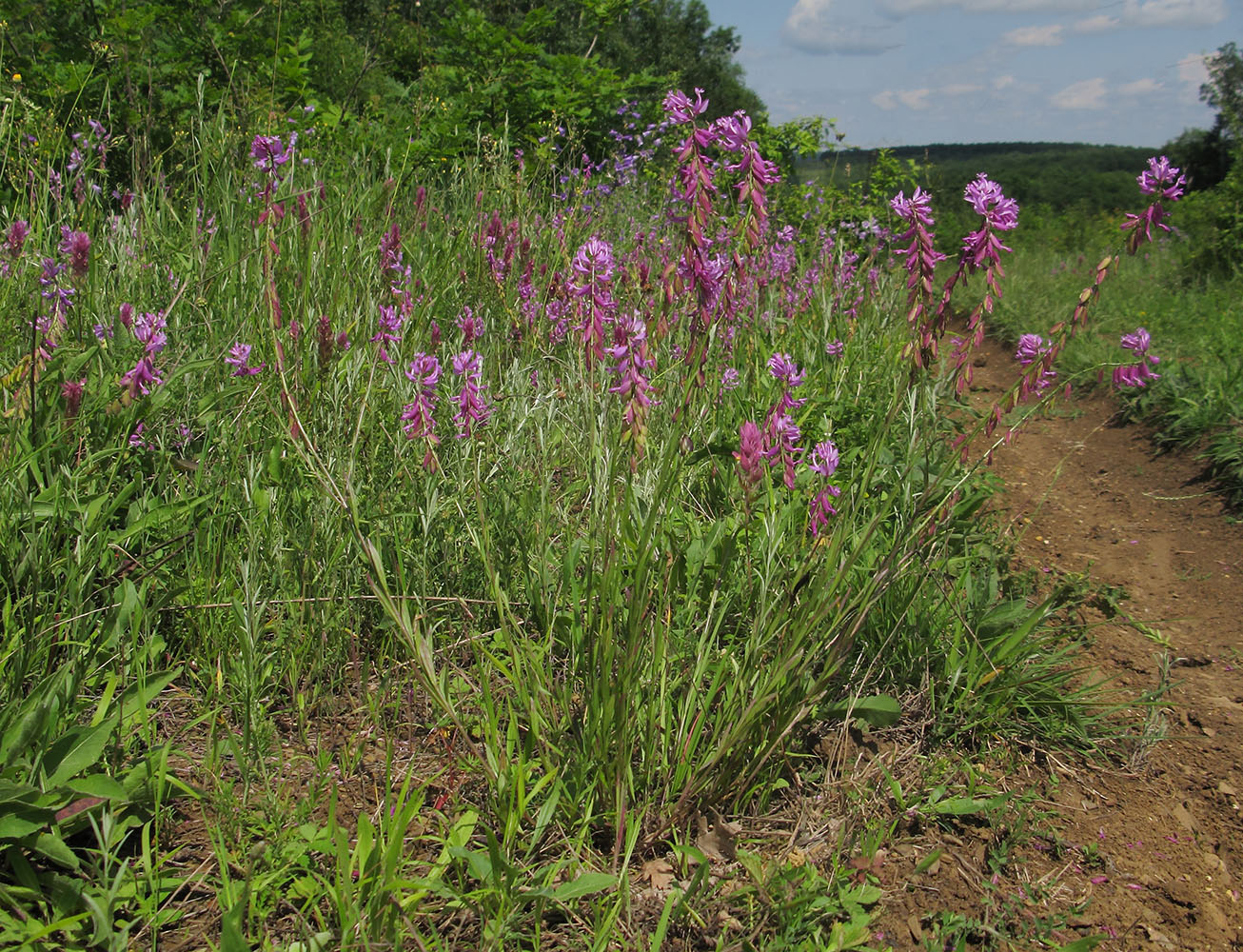 Изображение особи Polygala major.