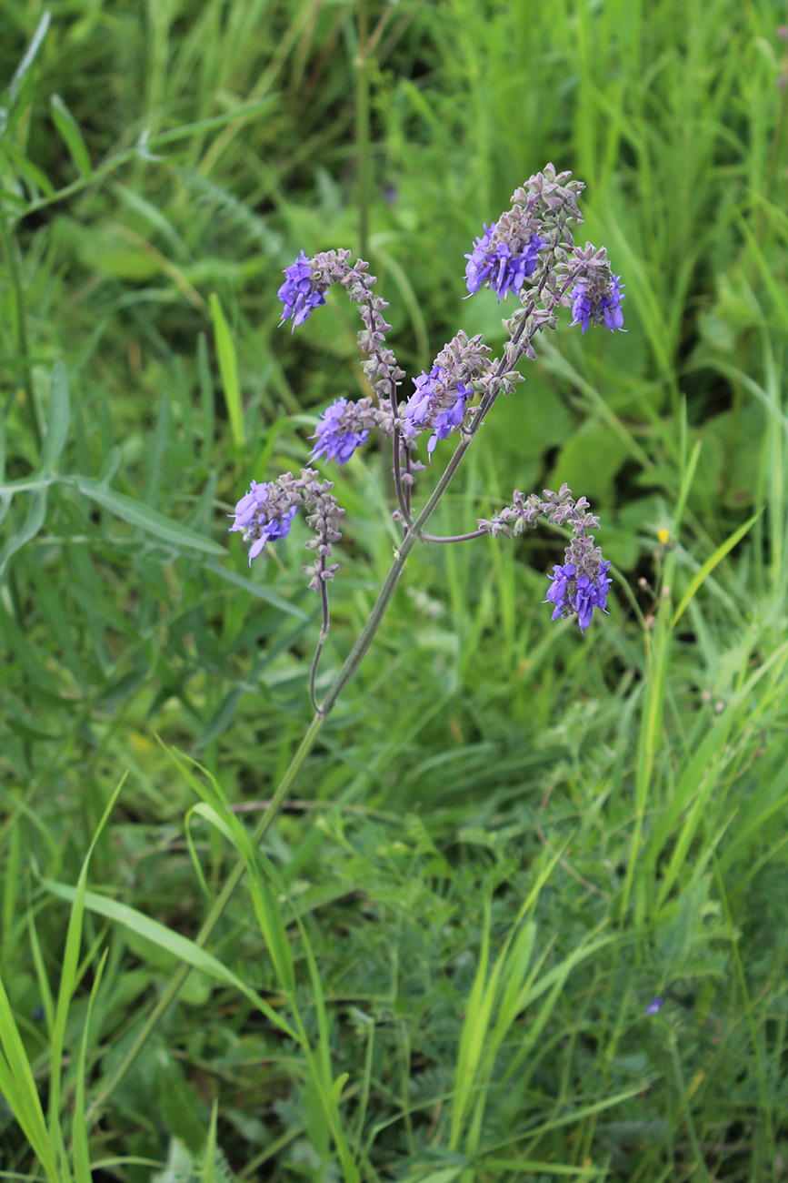 Image of Salvia nutans specimen.