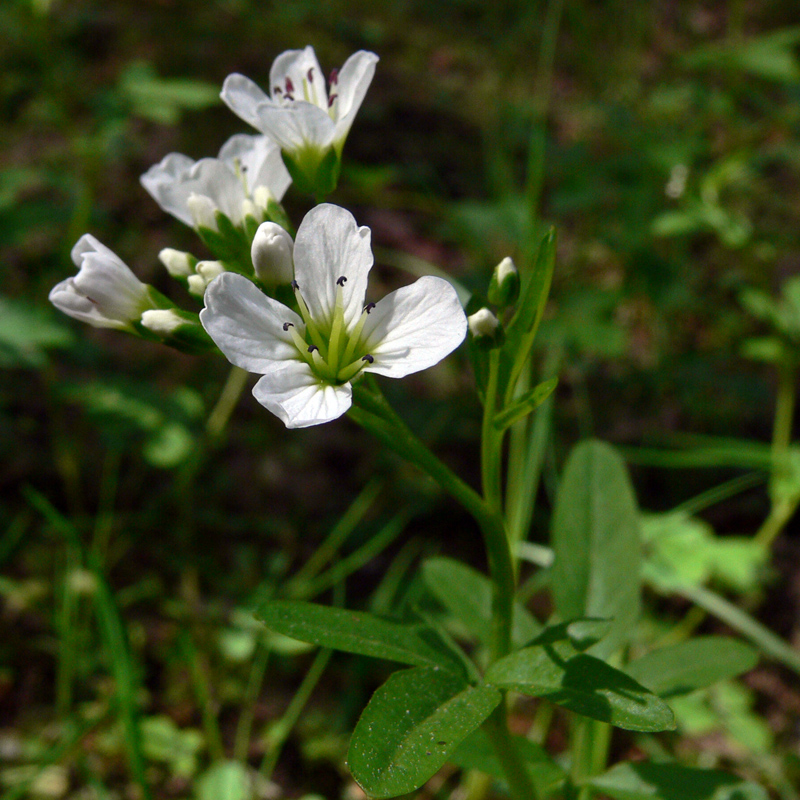 Изображение особи Cardamine amara.