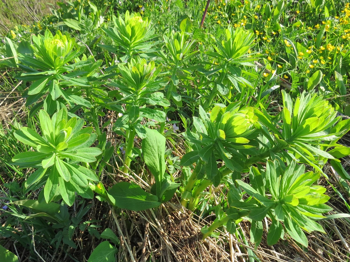 Image of Euphorbia pilosa specimen.