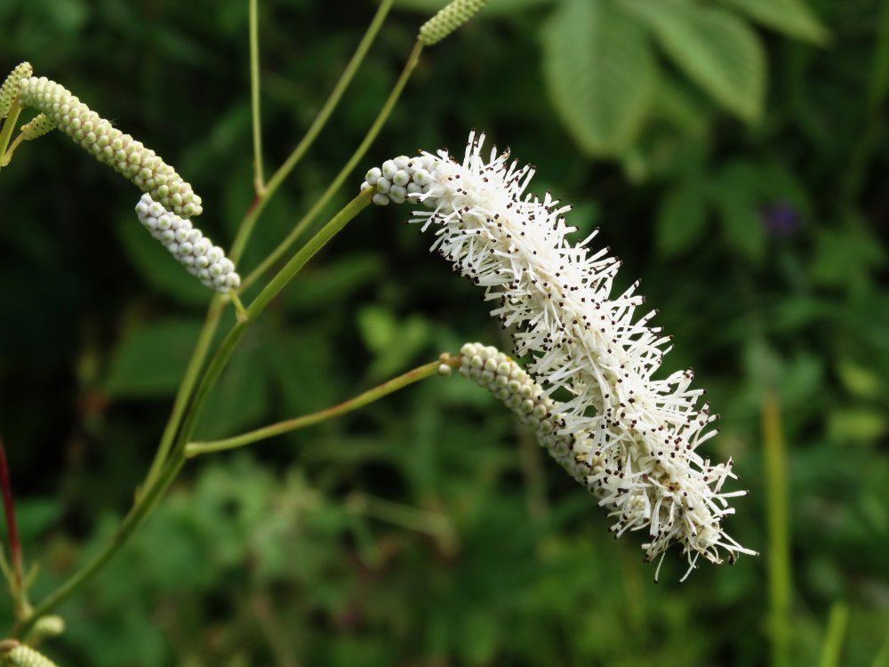 Image of Sanguisorba parviflora specimen.